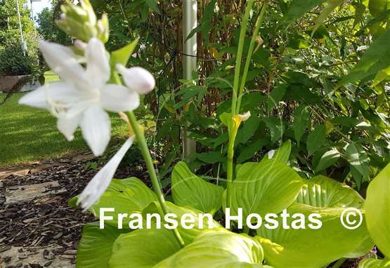 Hosta Sweet Bouquet