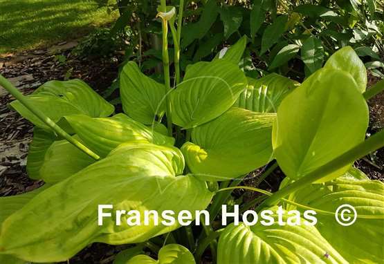 Hosta Sweet Bouquet