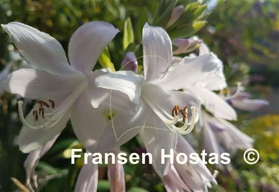 Hosta Sweet Bouquet