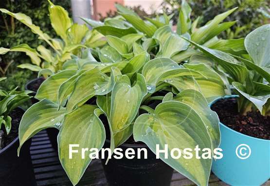 Hosta Sweet Home Chicago
