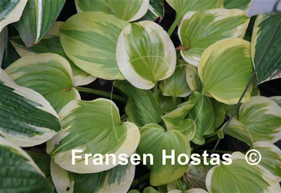 Hosta Sweet Innocence