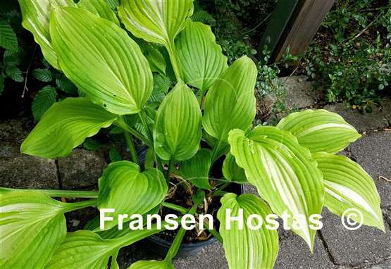 Hosta Sweet Susan Streaked