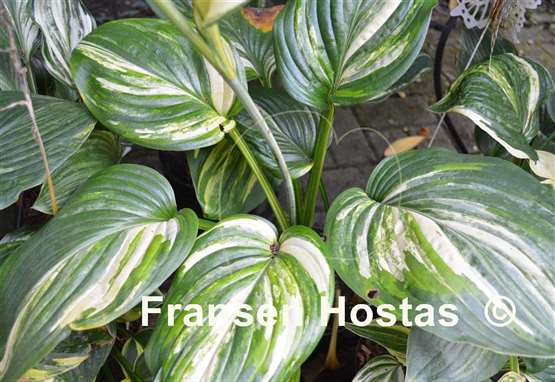Hosta Sweet and Sour