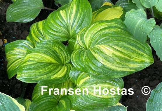 Hosta Sweet and Sour