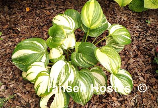 Hosta Sweet and Sour