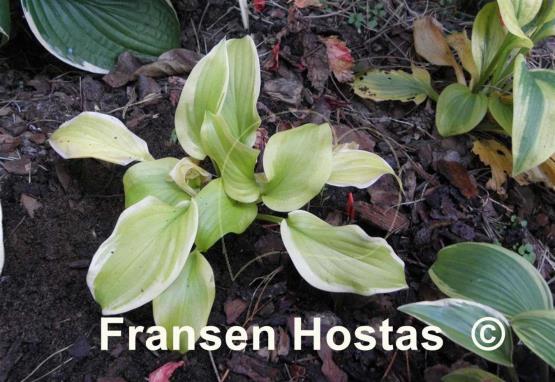 Hosta Sweet Blond Babe