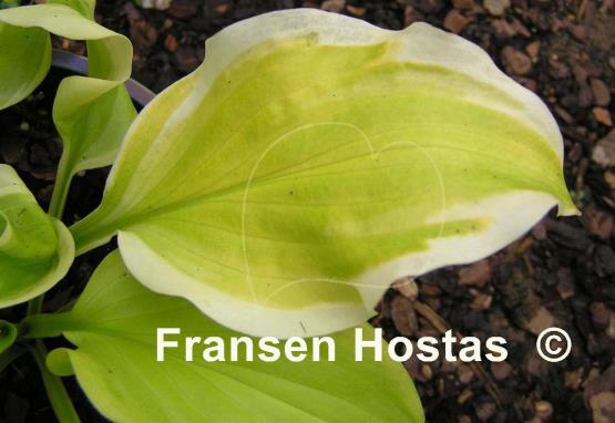 Hosta Sweet Blond Babe