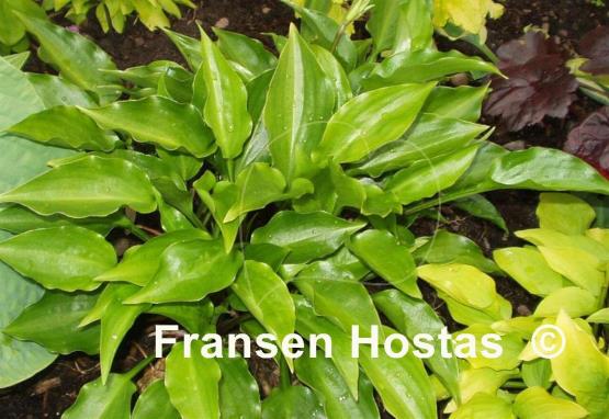 Hosta Sweet Bo Peep