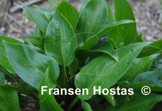 Hosta Sweet Bo Peep