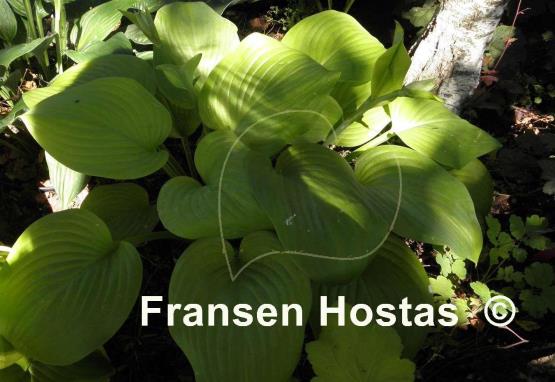Hosta Sweet Bouquet