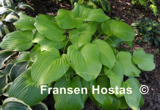 Hosta Sweet Bouquet