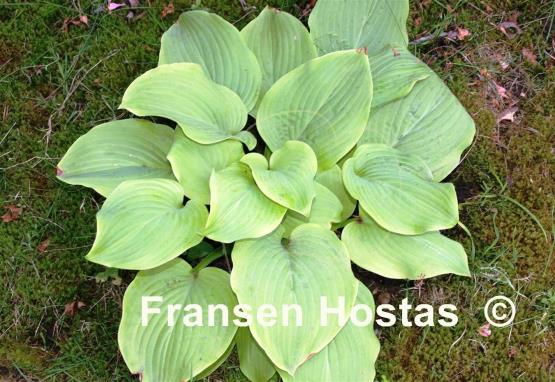 Hosta Sweet Bouquet