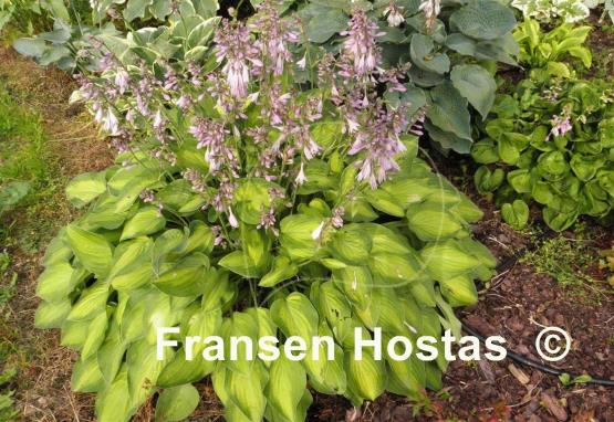 Hosta Sweet Home Chicago