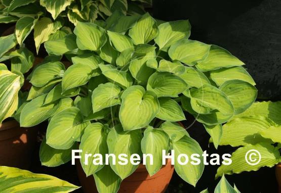 Hosta Sweet Home Chicago