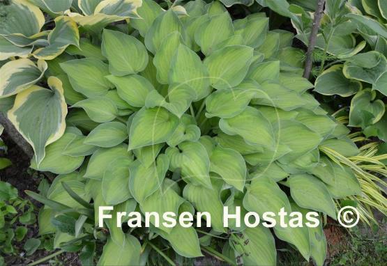 Hosta Sweet Home Chicago