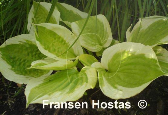 Hosta Sweet Innocence