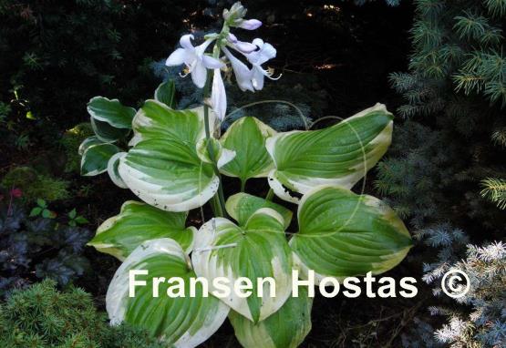 Hosta Sweet Innocence