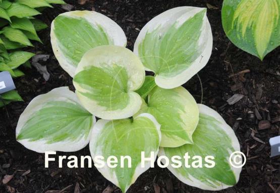 Hosta Sweet Innocence