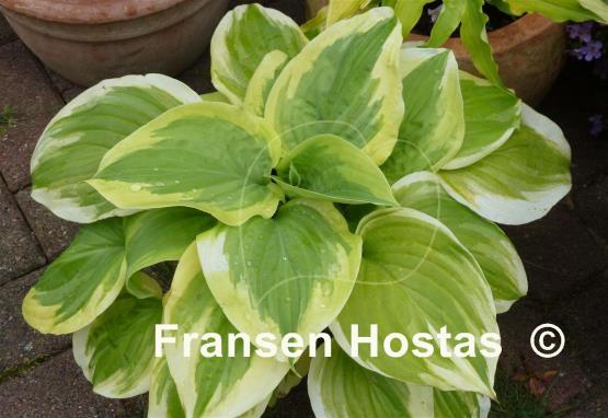 Hosta Sweet Innocence