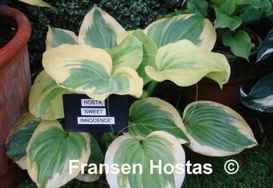 Hosta Sweet Innocence