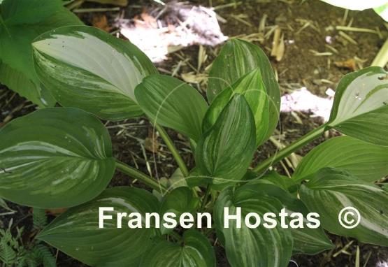Hosta Sweet Jill