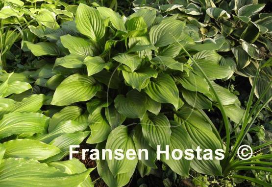 Hosta Sweet Susan