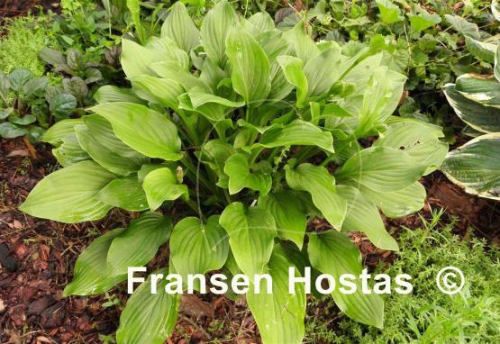 Hosta Sweet Susan