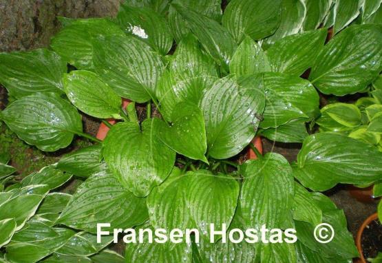 Hosta Sweet Susan