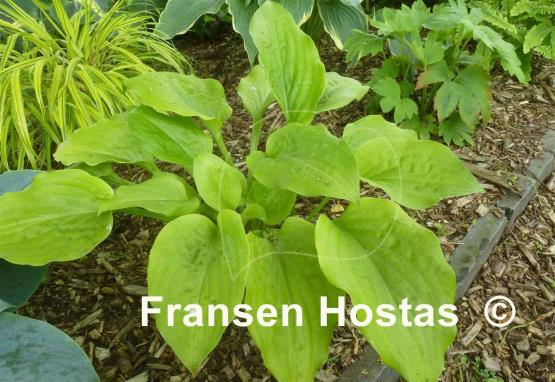 Hosta Sweet Tater Pie