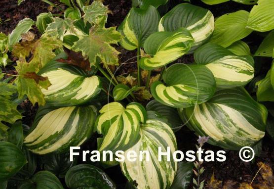 Hosta Sweet and Sour