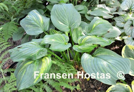 Hosta Sweet and Sour