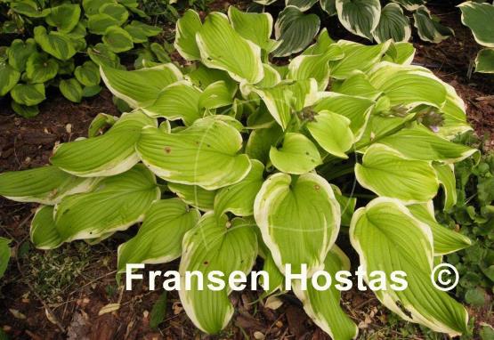 Hosta Sweetie