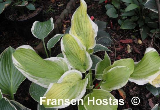 Hosta Sweetie