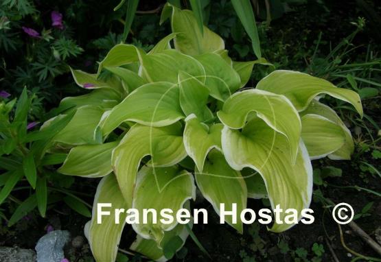 Hosta Sweetie