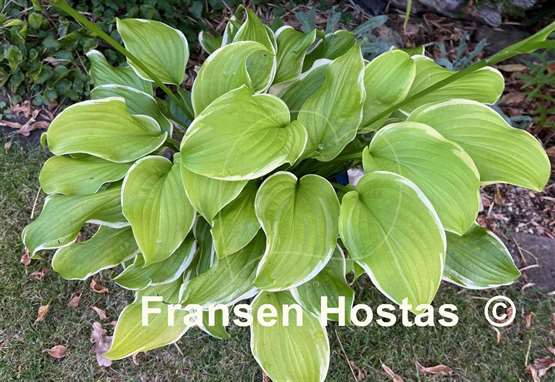 Hosta Sweetie
