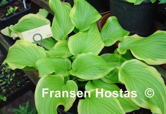 Hosta Sweetie