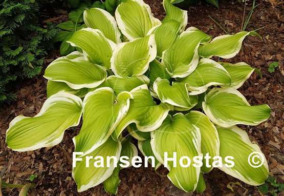 Hosta Sweetie
