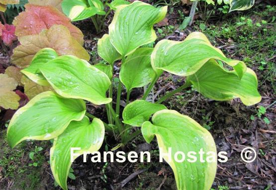 Hosta Sweetie