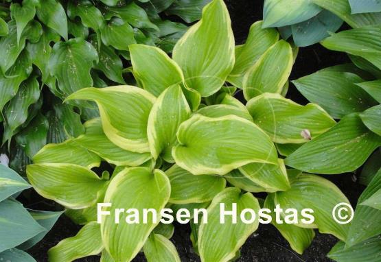 Hosta Sweetie