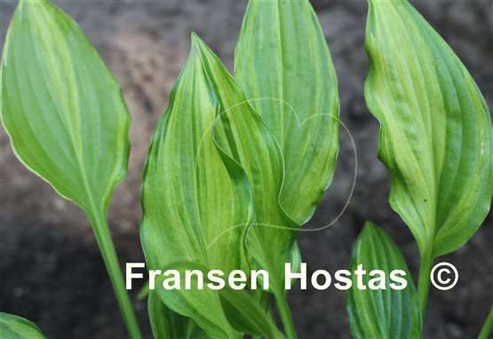 Hosta Swirls Design