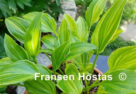 Hosta Swirls Design