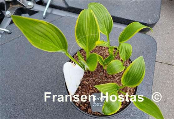 Hosta Swirls Design