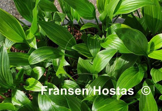 Hosta Swirls Design