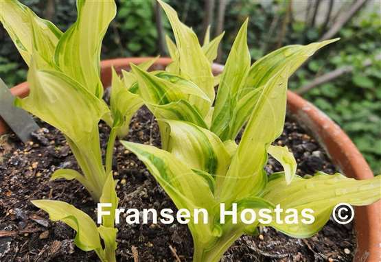 Hosta Swirls 