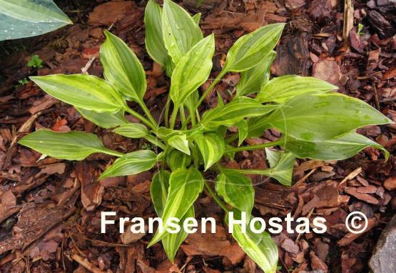 Hosta Swirls