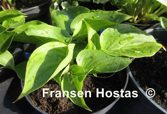 Hosta Swizzle Sticks