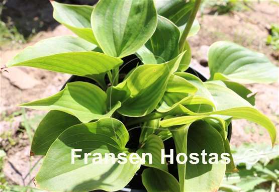 Hosta Swizzle Sticks