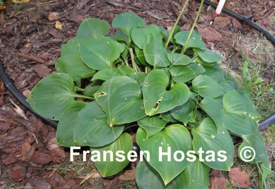 Hosta Swizzle Sticks