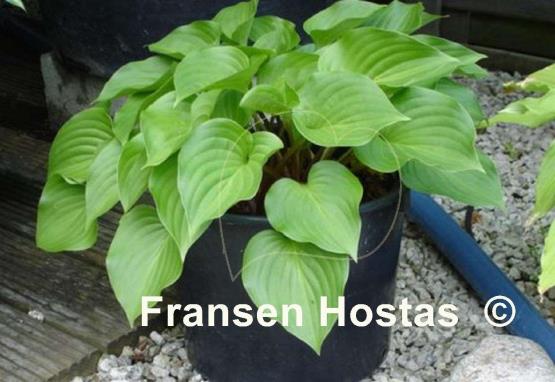 Hosta Swizzle Sticks