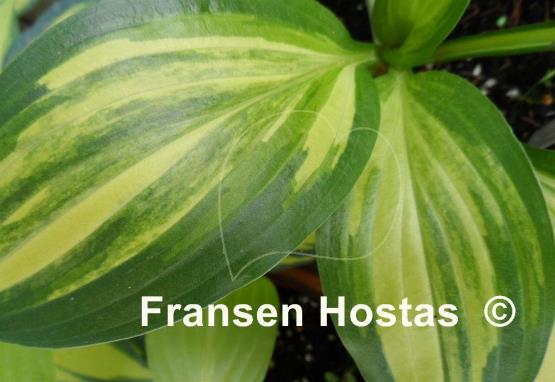 Hosta Swoosh